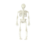 Halloween Sketelons 18cm 6Pcs/Pk