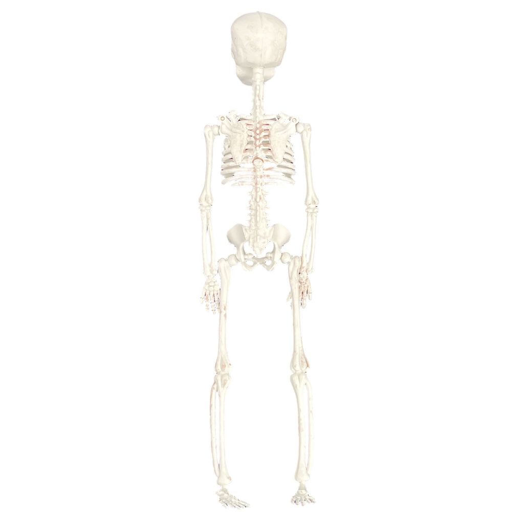 Halloween Decoration Skeletons 8x8x37cm 3Pcs/Pk