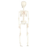 Halloween Decoration Skeletons 8x8x37cm 3Pcs/Pk