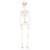 Halloween Decorations