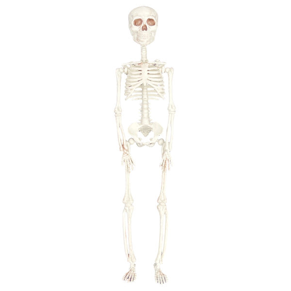 Halloween Decorations