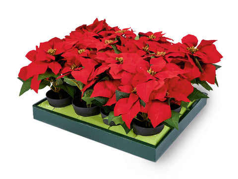 Red Poinsettia In Vase