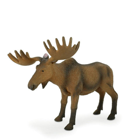 European Elk / Moose New Colour 2017