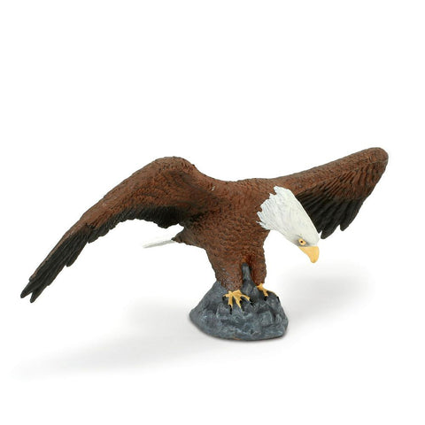American Bald Eagle