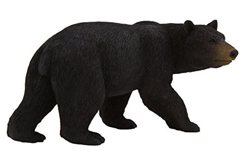 American Black Bear