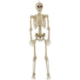 Posable Skeleton